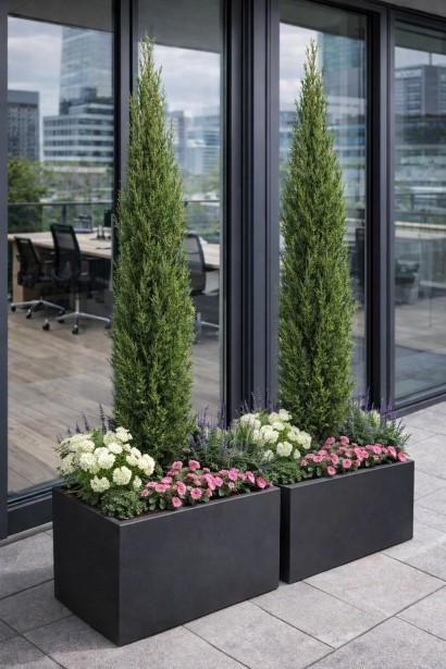 Кипарис вічнозелений Totem фото